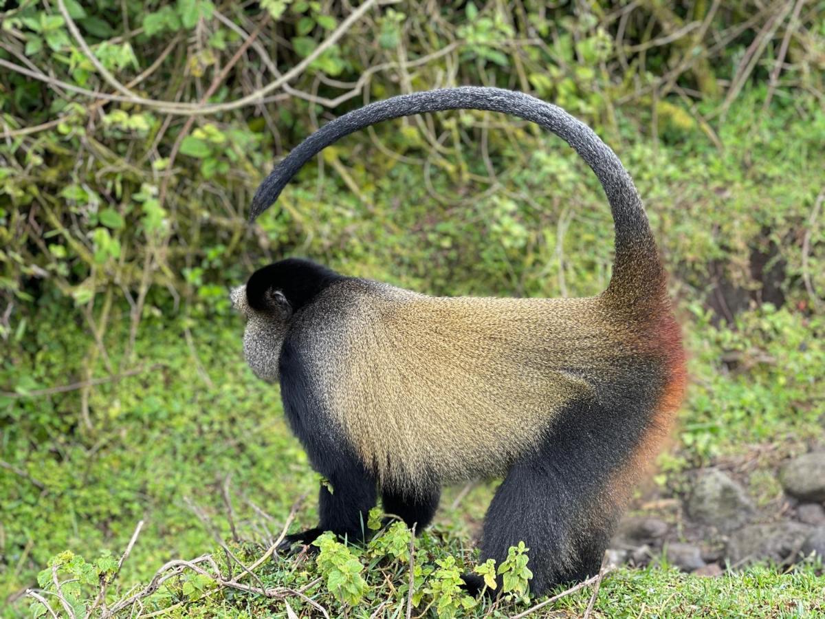 Virunga Homes Ruhengeri ภายนอก รูปภาพ