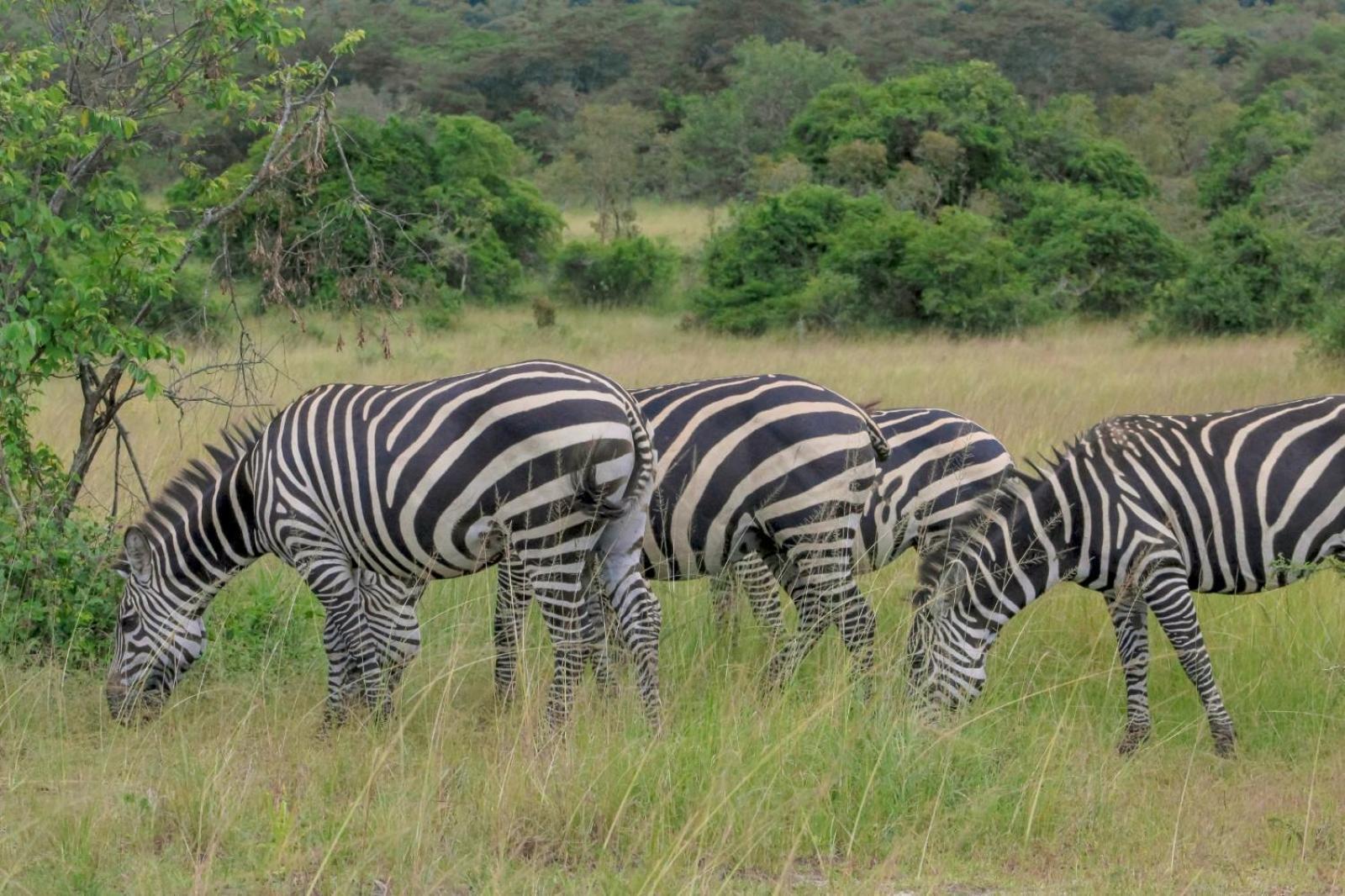 Virunga Homes Ruhengeri ภายนอก รูปภาพ